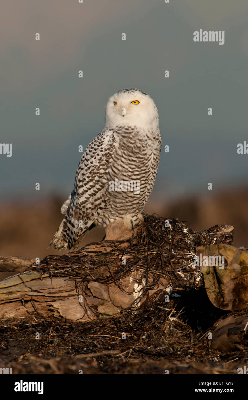 Civetta delle nevi (Bubo scandiacus) al confine Bay, Delta BC Foto Stock