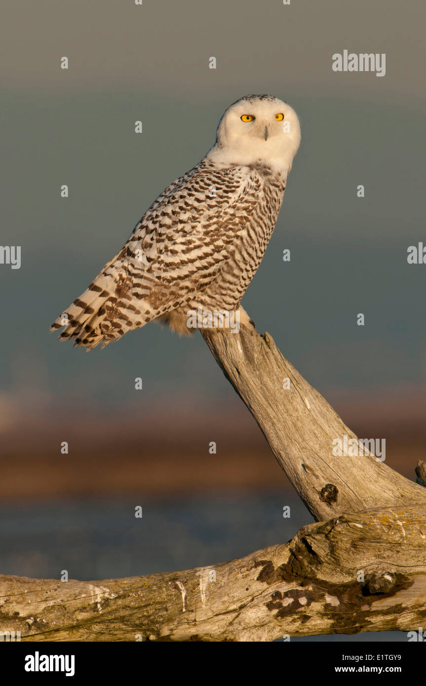 Civetta delle nevi (Bubo scandiacus) al confine Bay, Delta BC Foto Stock