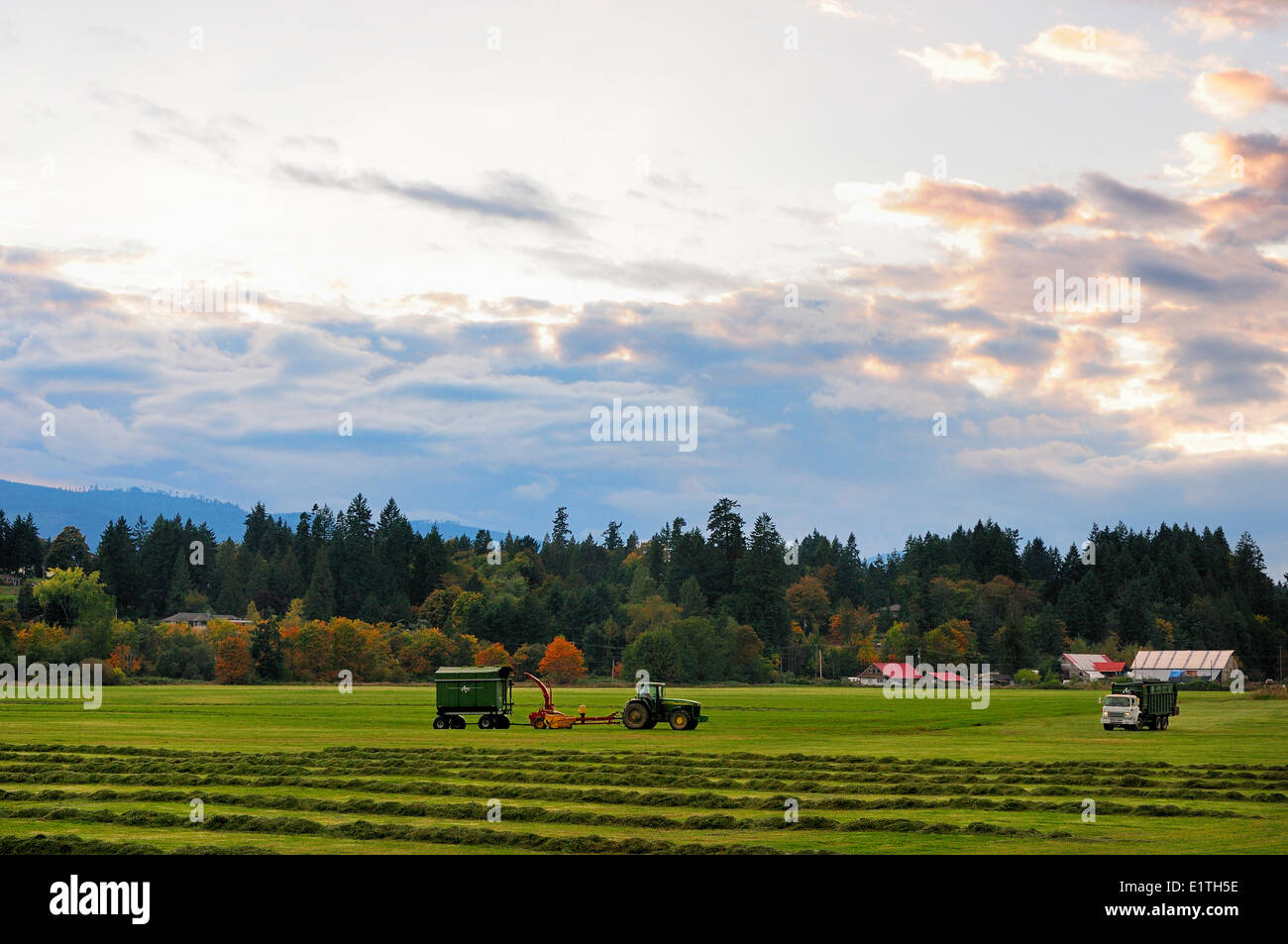 Un trattore tenendo le sue raccolte di fieno da un camion che sopraggiungono in un campo di Cowichan Bay, BC. Foto Stock