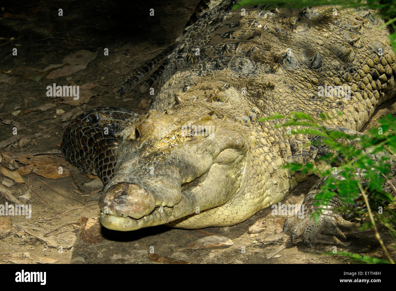 Coccodrillo americano (Crocodylus acutus) basking, Belize, America Centrale Foto Stock