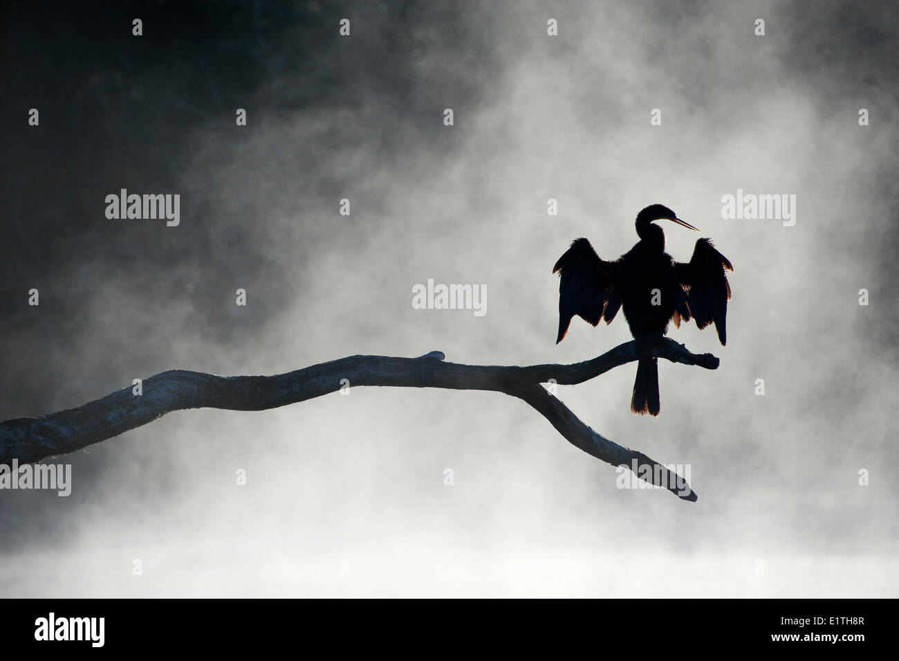 Per adulti (anhinga anhinga anhinga) essiccare le sue ali nella nebbia un inverno mattina Chassahowitzka National Wildlife Refuge Foto Stock