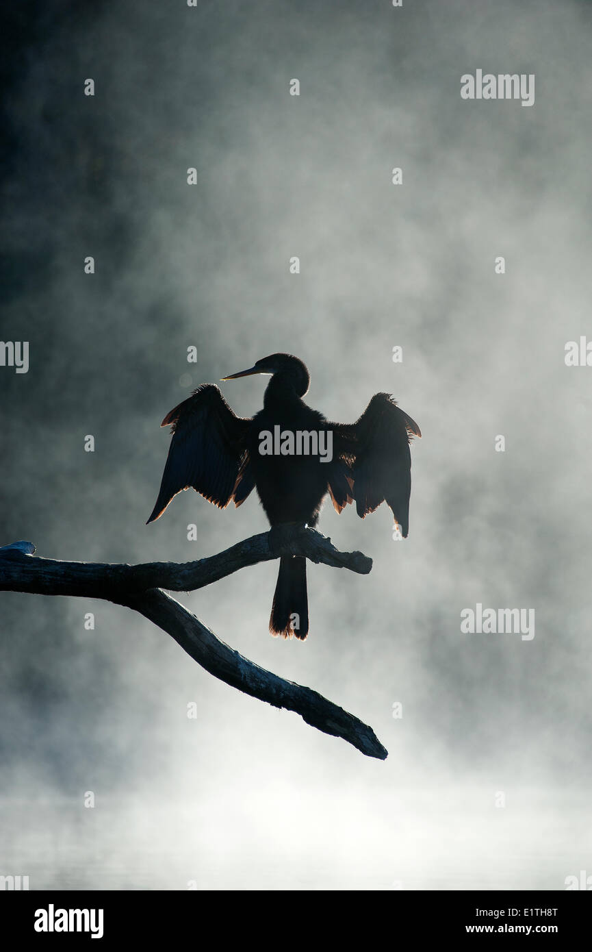 Per adulti (anhinga anhinga anhinga) essiccare le sue ali nella nebbia un inverno mattina Chassahowitzka National Wildlife Refuge Foto Stock