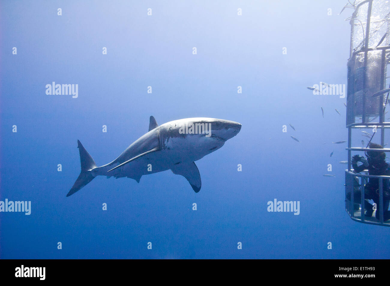 Gabbia-diving per il grande squalo bianco (Carcharodon carcharias), Isla Guadalupe, Baja, Messico Foto Stock