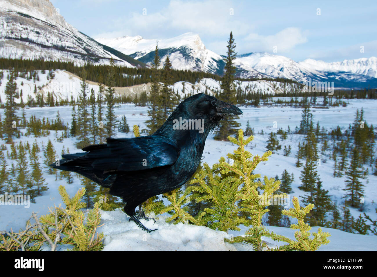 Comune di corvo imperiale (Corvus corax) a sud del Fiume Saskatchewan in inverno, il Parco Nazionale di Banff, western Alberta, Canada Foto Stock