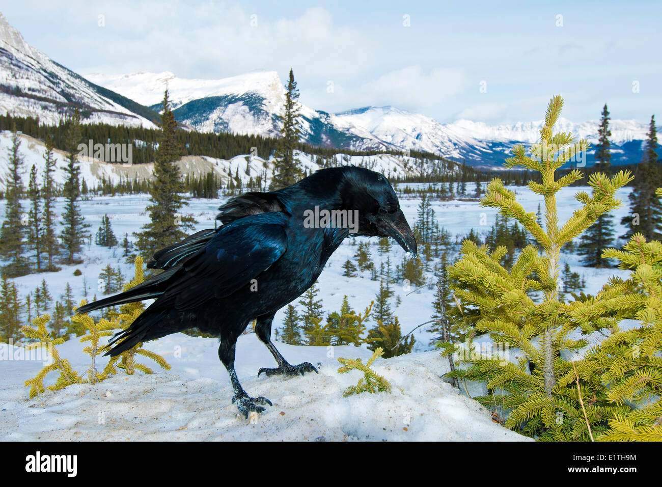 Comune di corvo imperiale (Corvus corax) a sud del Fiume Saskatchewan in inverno, il Parco Nazionale di Banff, western Alberta, Canada Foto Stock