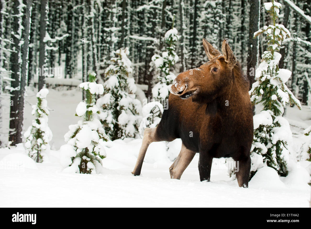 Alci Vacca (Alves alces), Canadese Montagne Rocciose, il Parco Nazionale di Jasper, western Alberta, Canada Foto Stock
