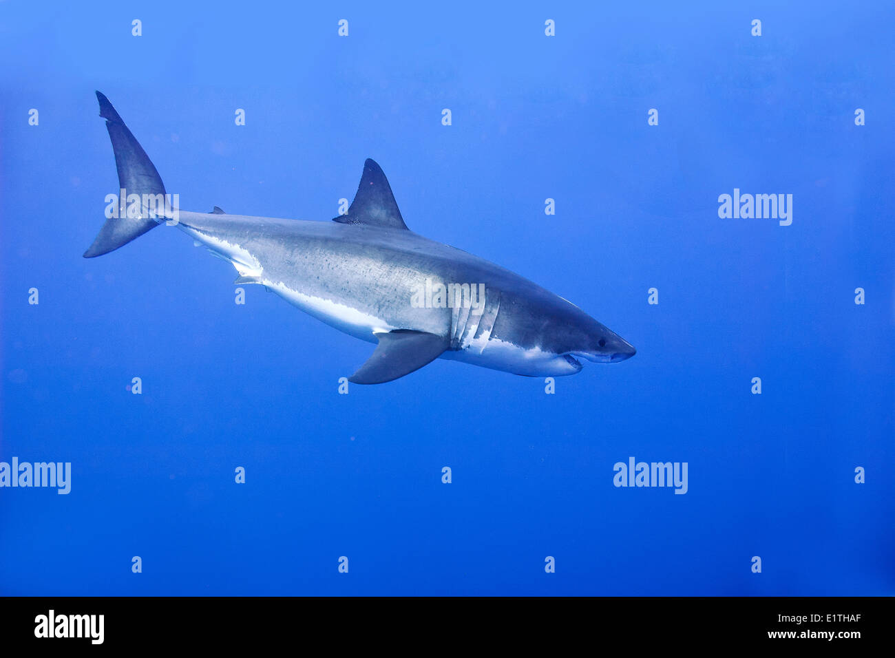 Il grande squalo bianco (Carcharodon carcharias), Isla Guadalupe, Baja, Messico Foto Stock