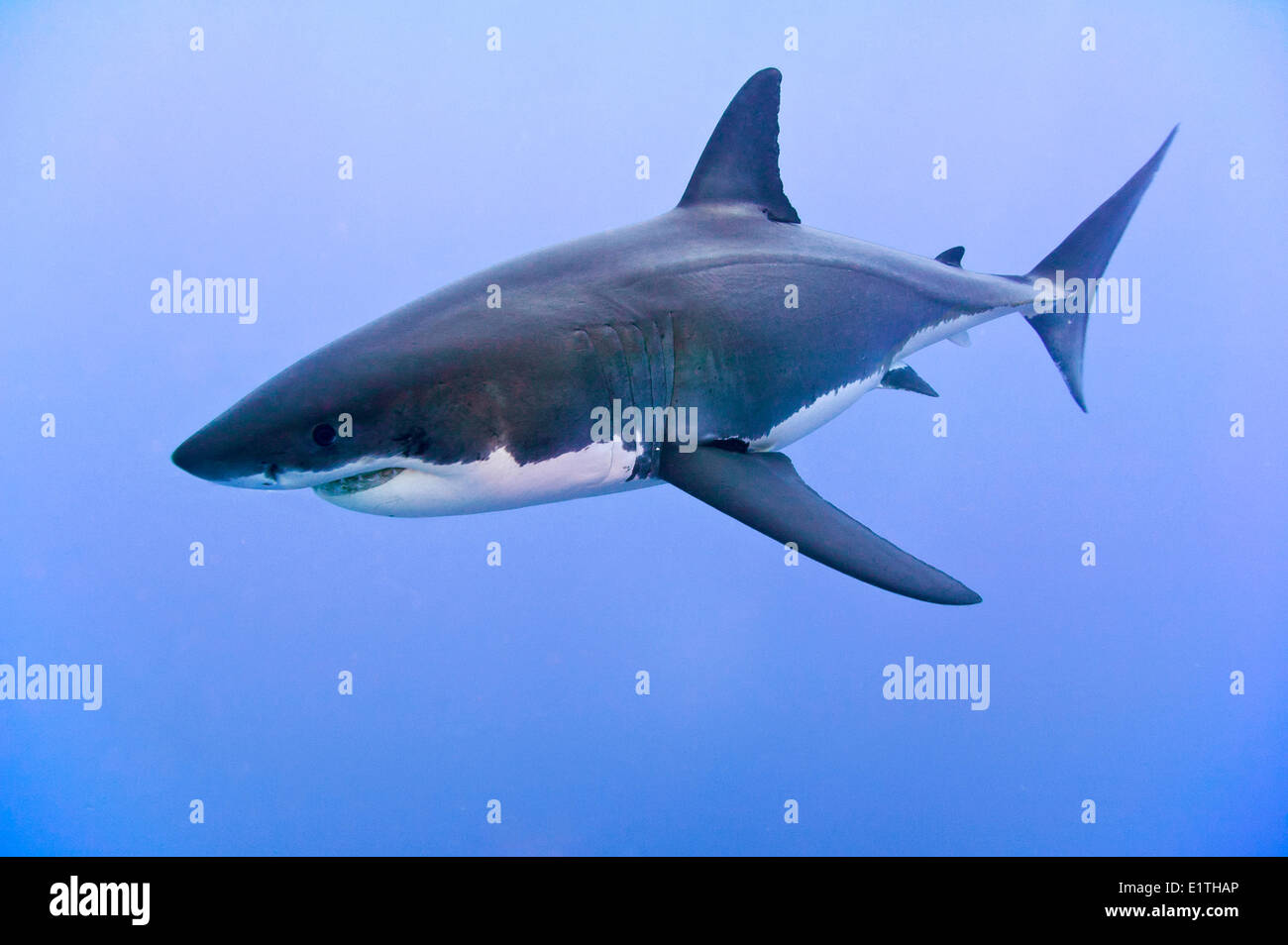 Il grande squalo bianco (Carcharodon carcharias), Isla Guadalupe, Baja, Messico Foto Stock
