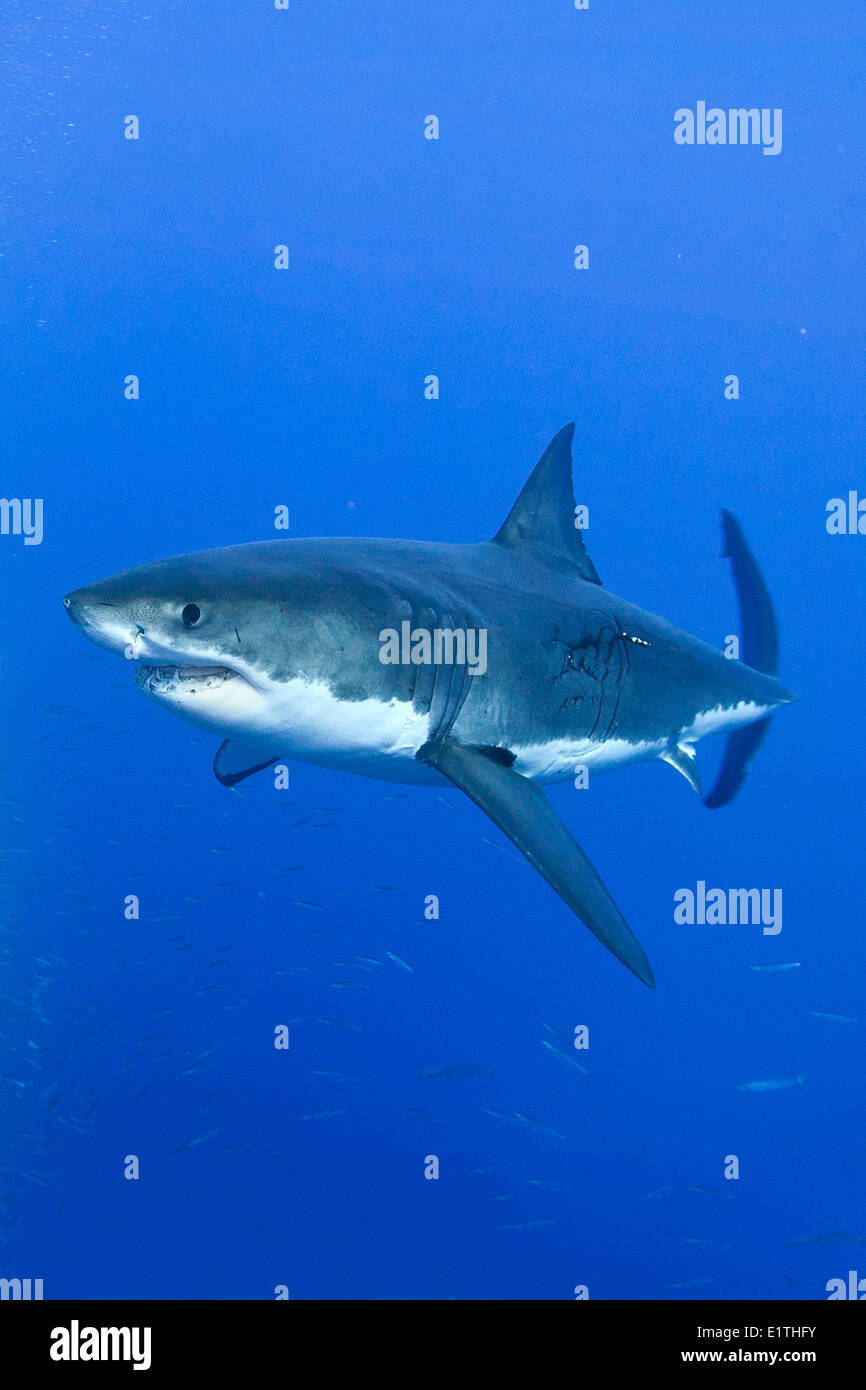 Il grande squalo bianco (Carcharodon carcharias),Isla Guadalupe, Baja, Messico Foto Stock