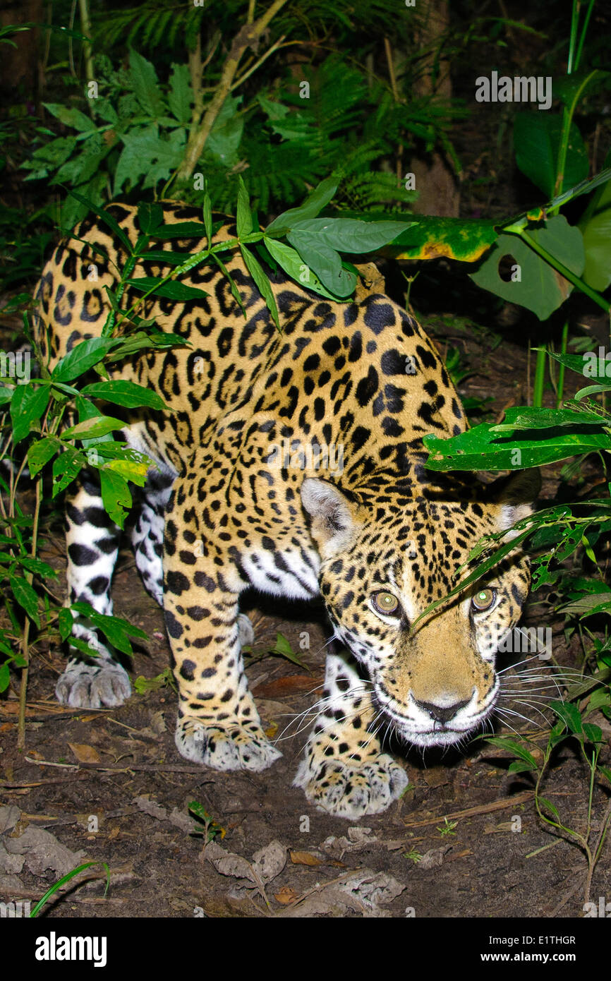 Jaguar (Panthera onca), la foresta pluviale tropicale, Belize, America Centrale Foto Stock