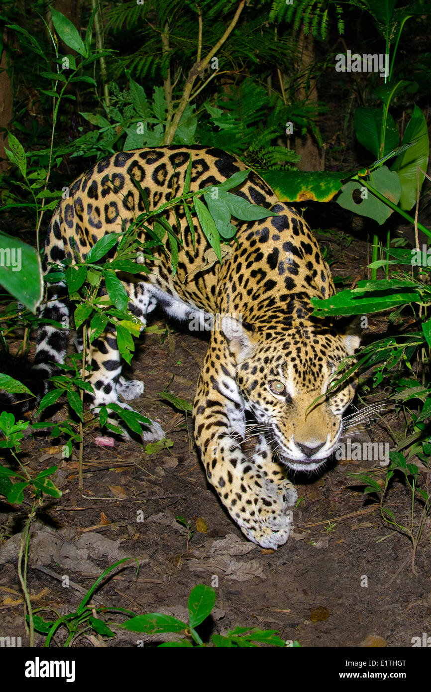 Jaguar (Panthera onca), la foresta pluviale tropicale, Belize, America Centrale Foto Stock