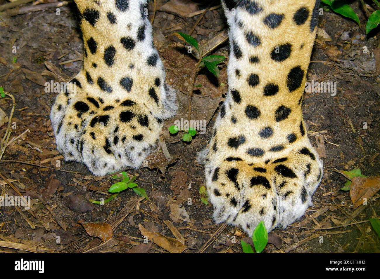 Jaguar (Panthera onca) zampe anteriori, foresta pluviale tropicale, Belize, America Centrale Foto Stock