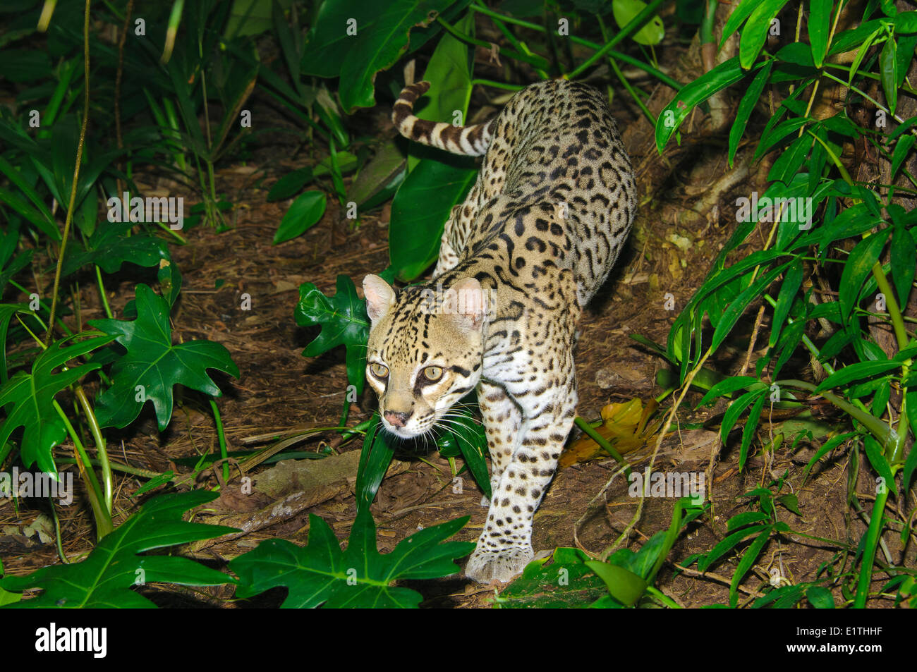 Ocelot (da Leopardo pardalis), la foresta pluviale tropicale, Belize, America Centrale Foto Stock