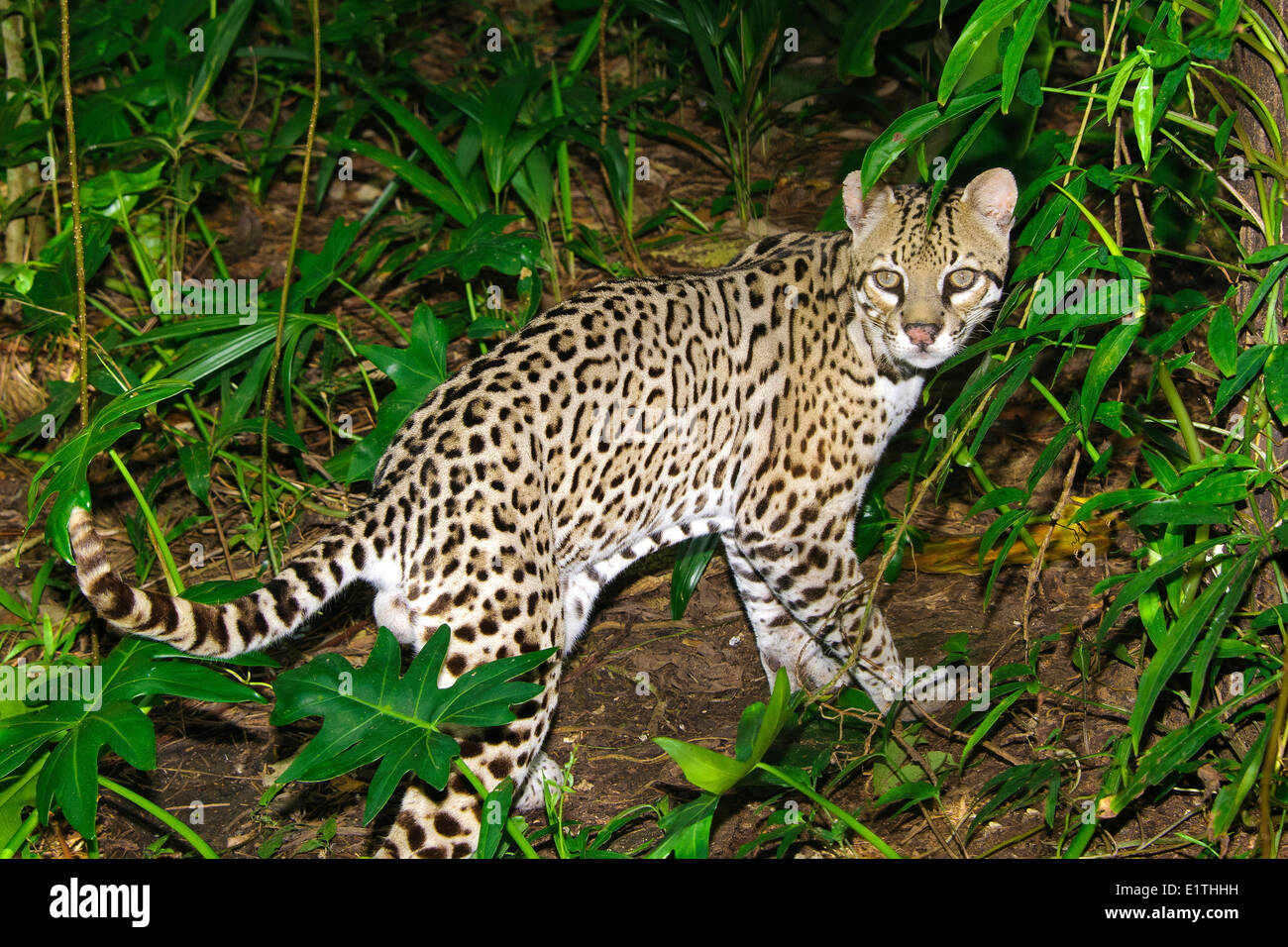 Ocelot (da Leopardo pardalis), la foresta pluviale tropicale, Belize, America Centrale Foto Stock