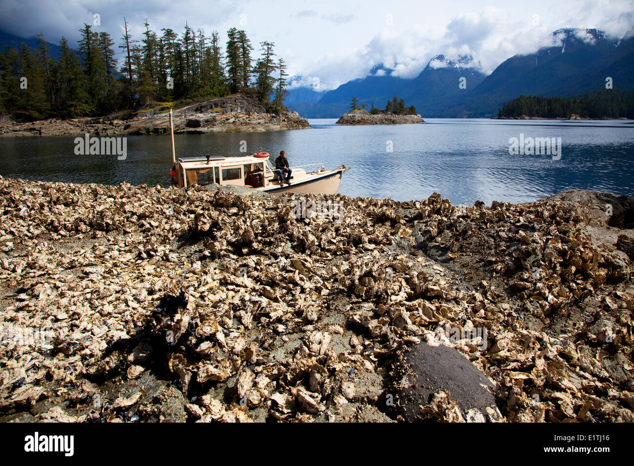 Perfidia al Pacific Oyster ( Crassostrea gigas ) letto, Prideaux Haven, desolazione suono provinciale Marine Park, Sunshine Coast, B Foto Stock