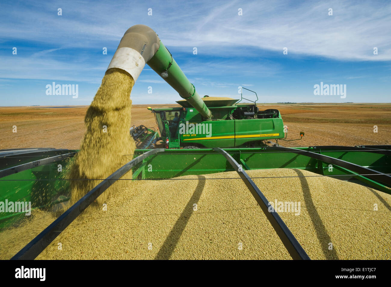 Una mietitrebbia scarica in un carro del grano durante la mietitura di lenticchie, vicino al congresso, Saskatchewan, Canada Foto Stock