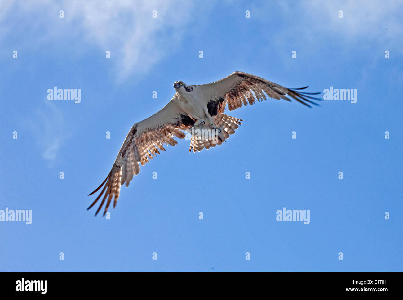 Osprey in volo con pesce, Pandion haliaetus, Florida Foto Stock