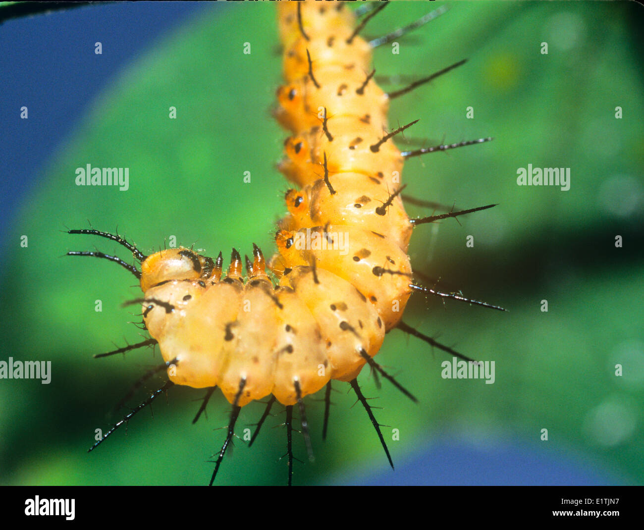 Il postino rosso o Crimson-patchato Longwing Butterfly larva (Heliconius erato petiverana), S TX, e Messico a Panama Foto Stock