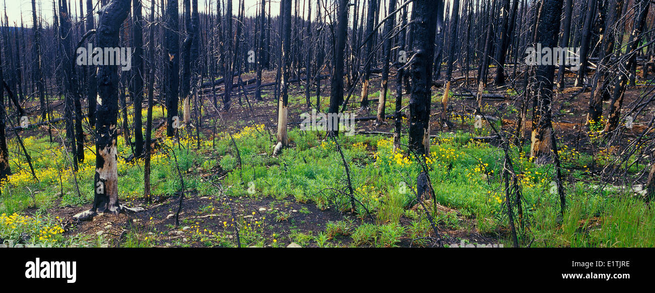 Serie temporale foresta bruciato Abete Englemann Picea englemannii fir subalpino Abies lasiocarpa 2 anni dopo il fuoco Tweedsmuir Foto Stock