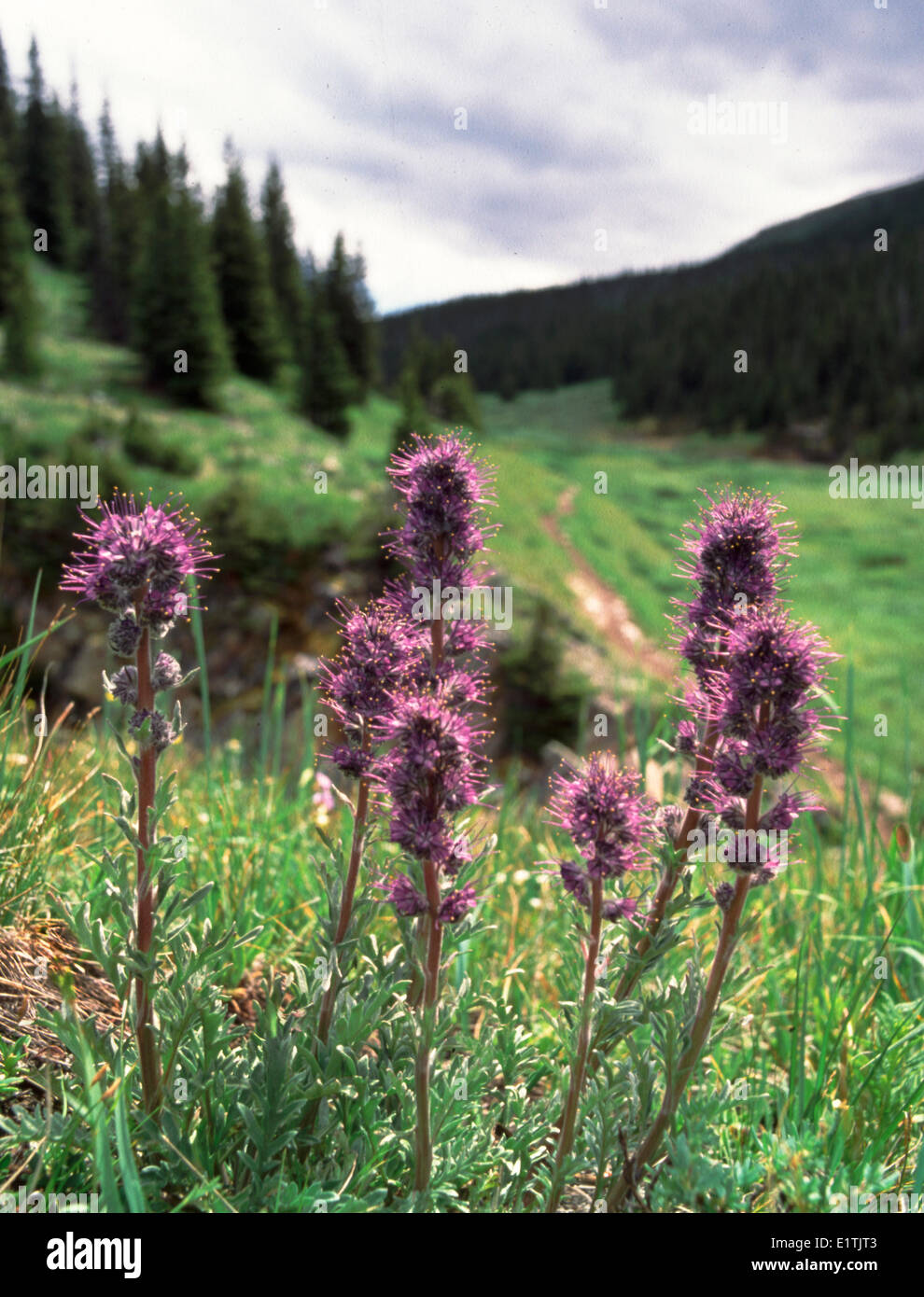 Scorpion weed noto anche come setosa phacelia Phacelia sericea Creek Canarie Bighorn Wildland Recreation Area Montagne Rocciose Foto Stock