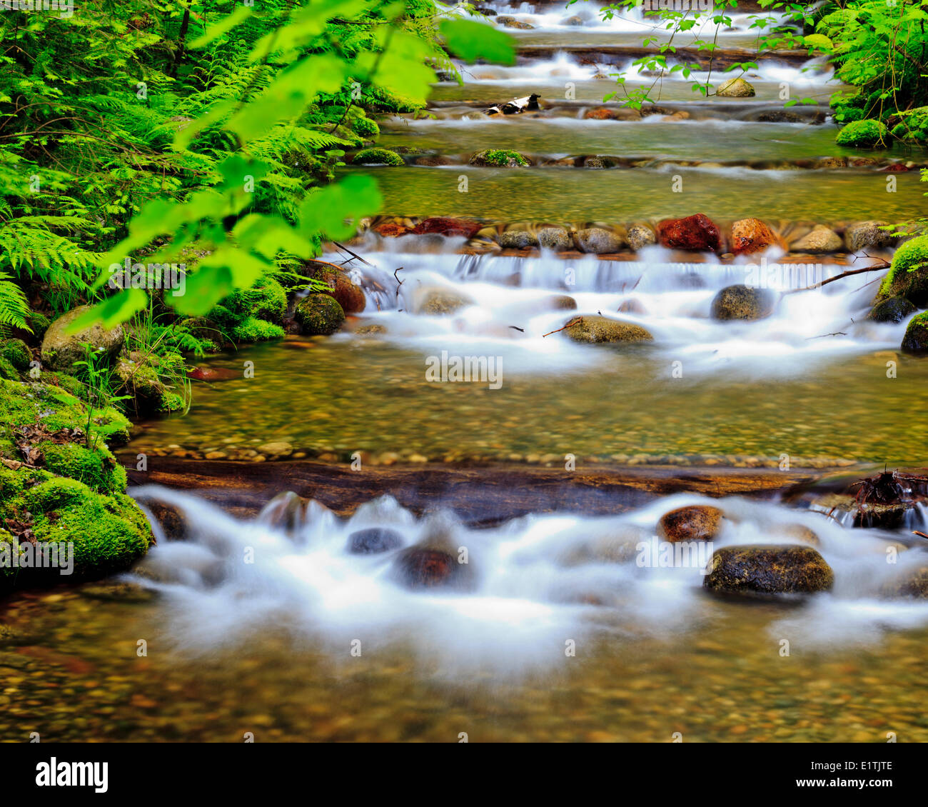 La deposizione delle uova Il Salmone Kokanee canale a Il Salmone Kokanee Creek Provincial Park, vicino Nelson, BC. Foto Stock