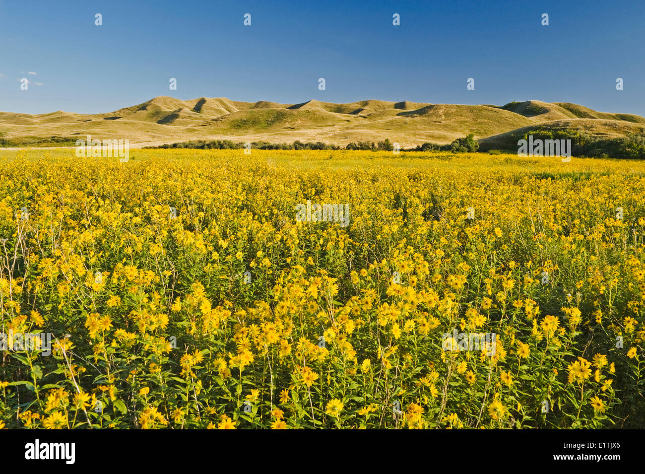 Prairie girasoli, Saskatchewan Landing Parco Provinciale, Saskatchewan, Canada Foto Stock