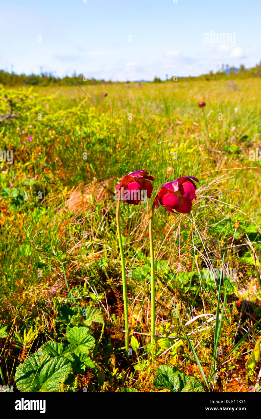 (Sarracenia purpurea), lanciatore-pianta, Avalon Wilderness Area, Terranova, Canada Foto Stock
