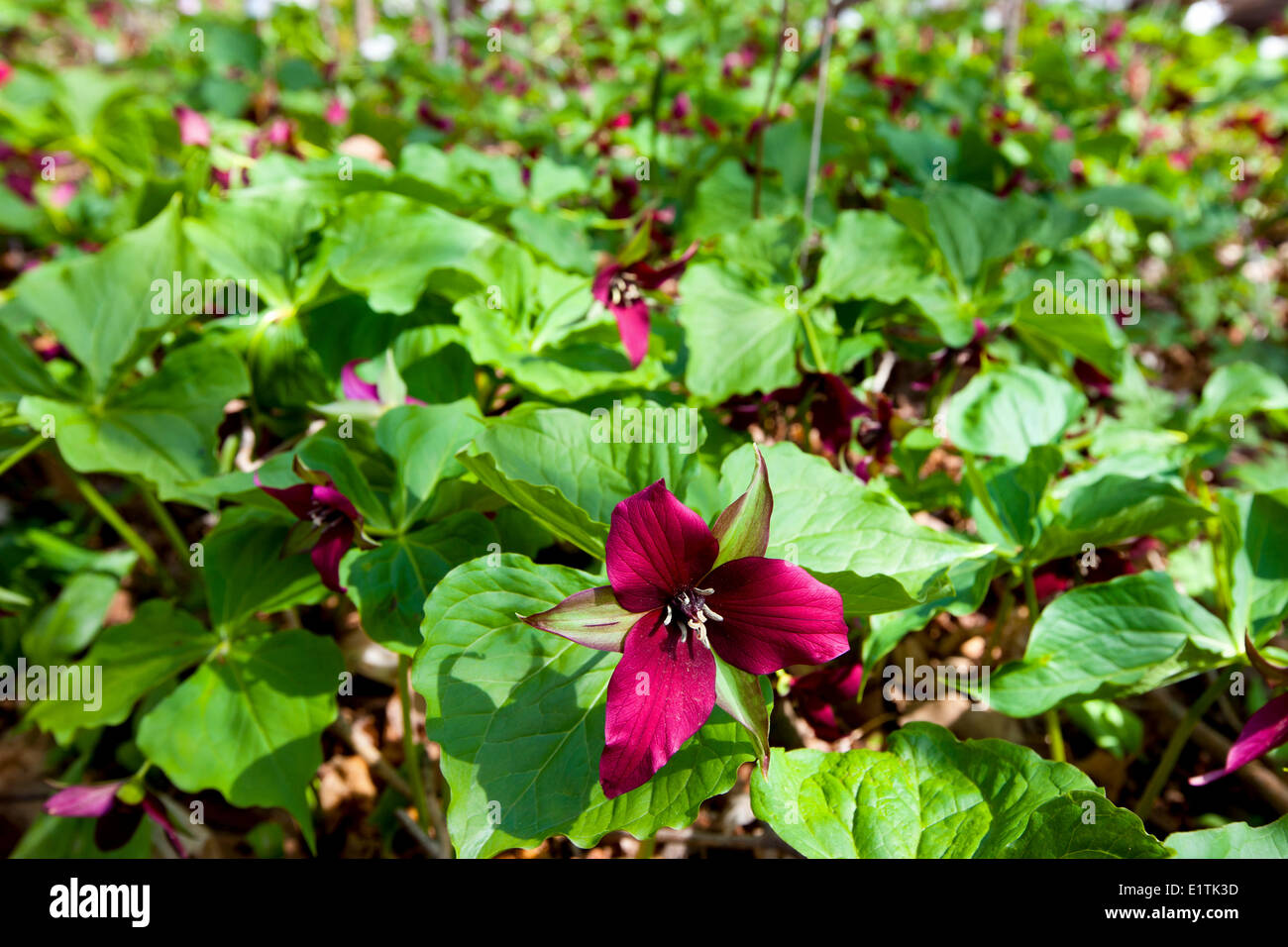 Red Trillium millefiori, (Trillium erectum) Foto Stock