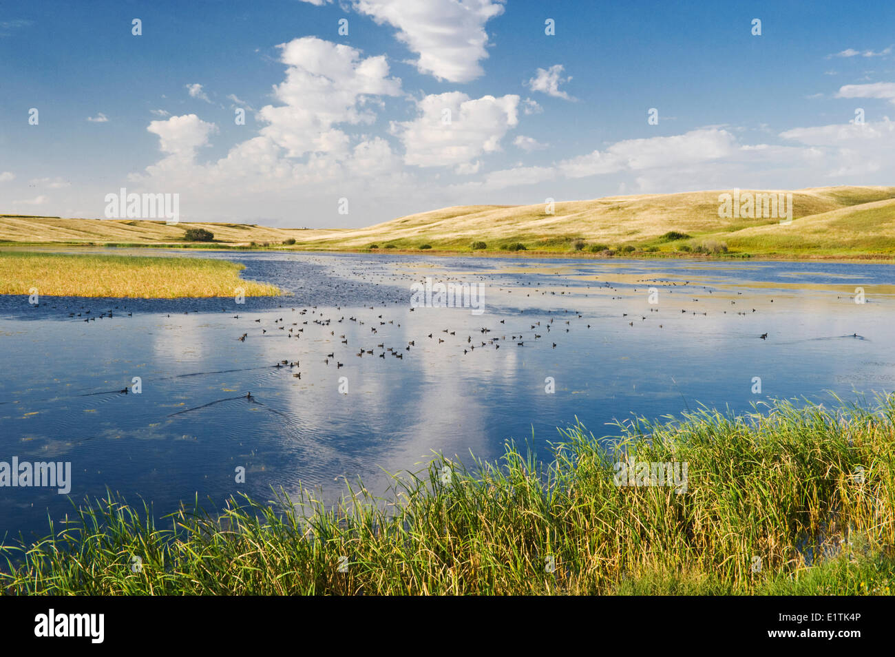 Prairie paesaggio con slough in primo piano, vicino Elrose, Saskatchewan, Canada Foto Stock