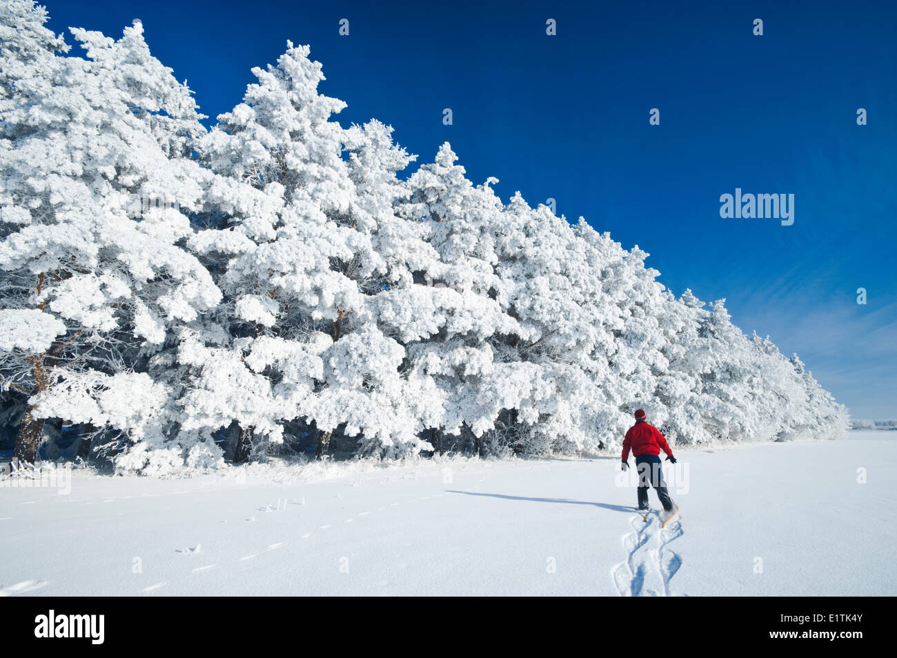 Un uomo di racchette da neve verso il gelo alberi coperti in shelter cinghia, vicino a cuochi Creek, Manitoba, Canada Foto Stock