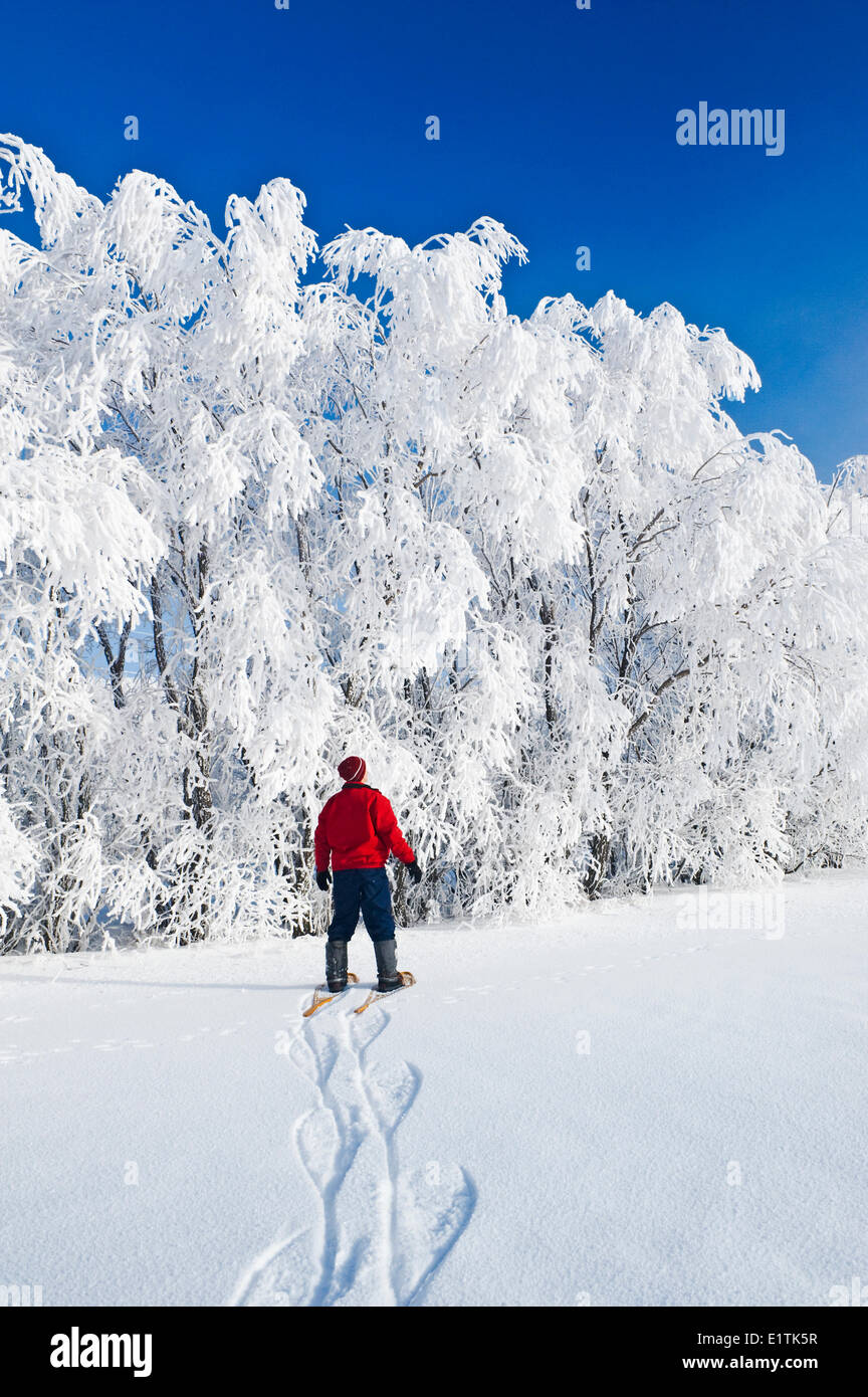 Un uomo di racchette da neve verso il gelo alberi coperti in shelter trasportatore,vicino a cuochi Creek, Manitoba, Canada Foto Stock
