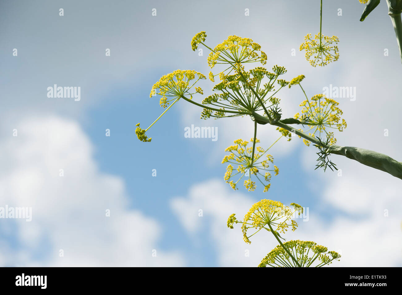 Angelica archangelica. Angelica fioritura contro un blu cielo nuvoloso Foto Stock