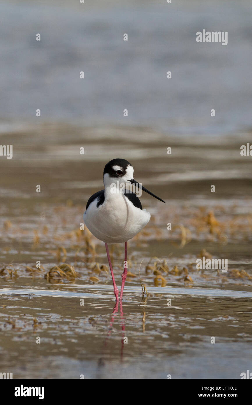 Nero-colli, Stilt Himantopus mexicanus, bacino grande deserto, Lago di sapone, Washington, Stati Uniti d'America Foto Stock