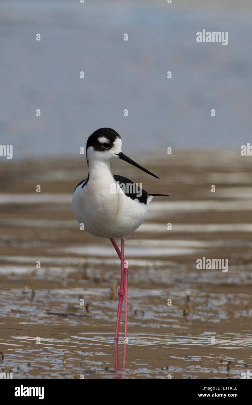 Nero-colli, Stilt Himantopus mexicanus, bacino grande deserto, Lago di sapone, Washington, Stati Uniti d'America Foto Stock