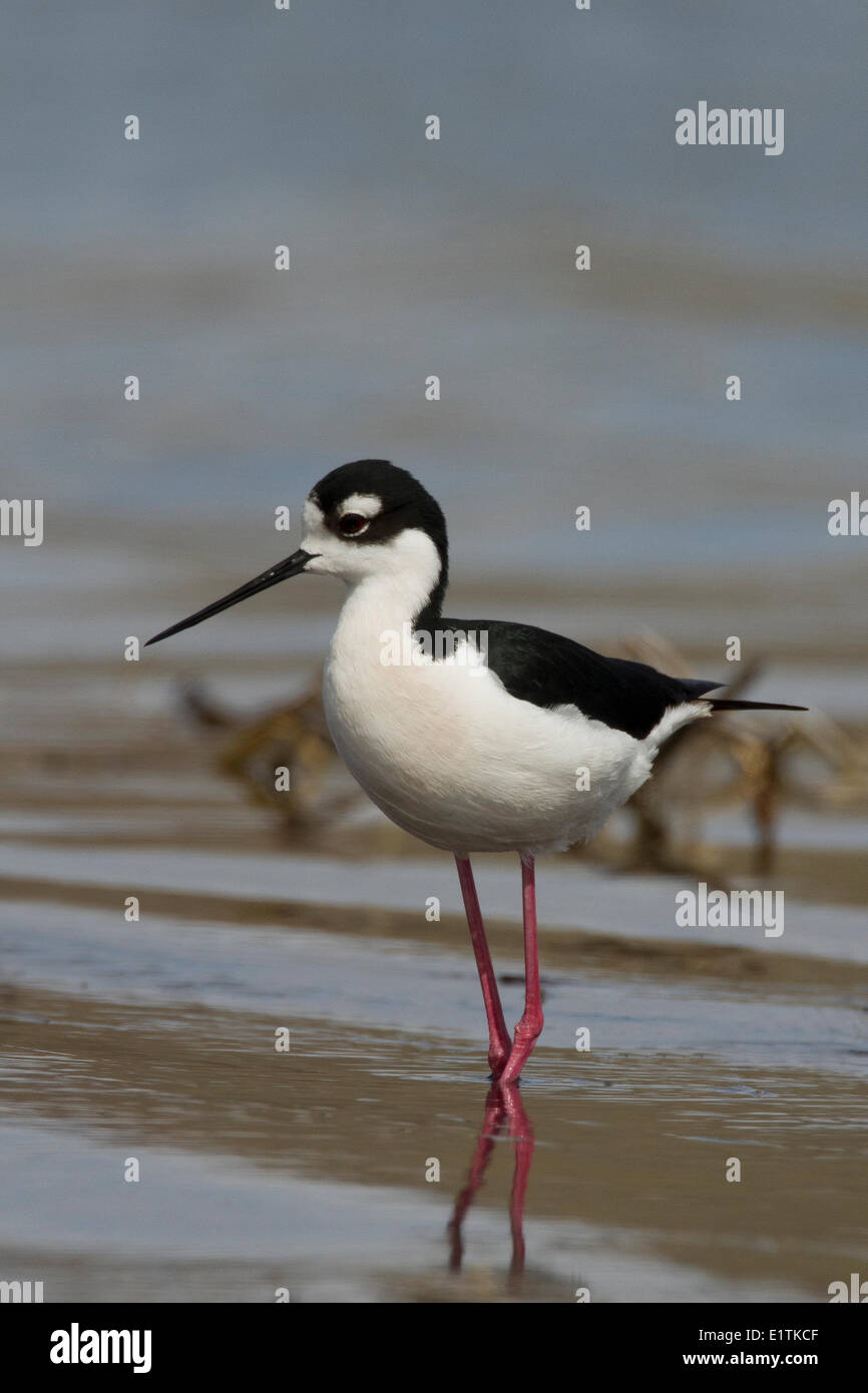 Nero-colli, Stilt Himantopus mexicanus, bacino grande deserto, Lago di sapone, Washington, Stati Uniti d'America Foto Stock