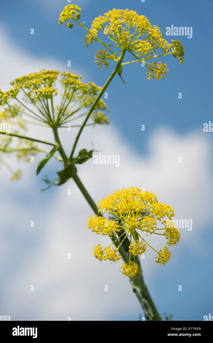 Angelica archangelica fioritura contro un blu cielo nuvoloso Foto Stock
