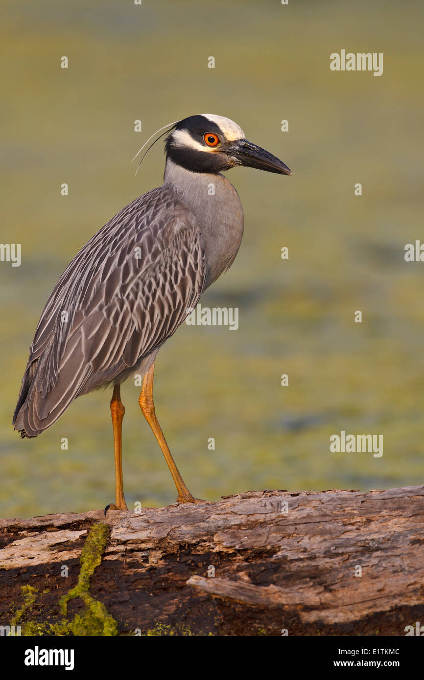 Giallo-incoronato Nitticora (Nyctanassa violacea Foto Stock