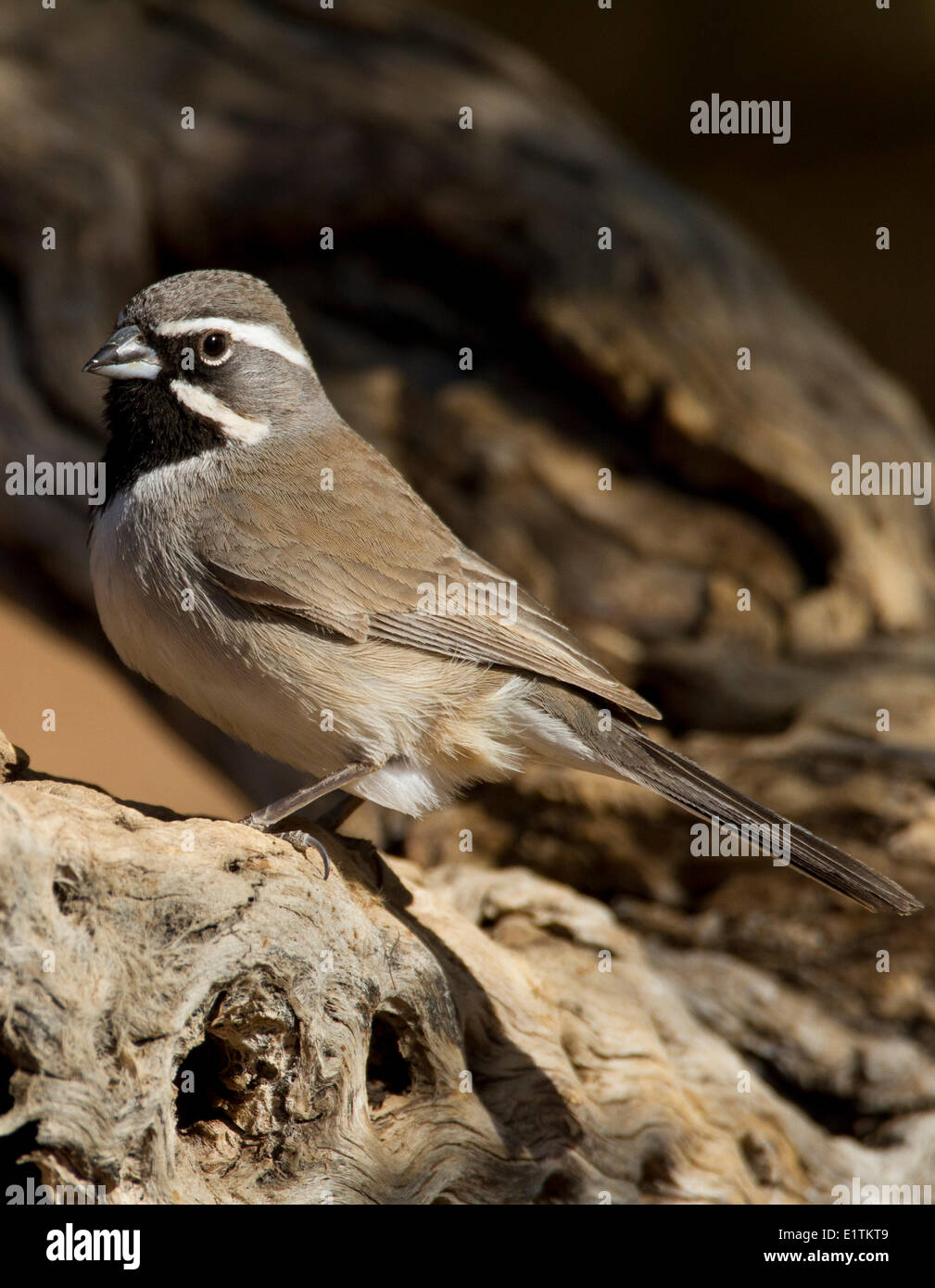 Nero-throated Sparrow, Amphispiza bilineata, Arizona, Stati Uniti d'America Foto Stock