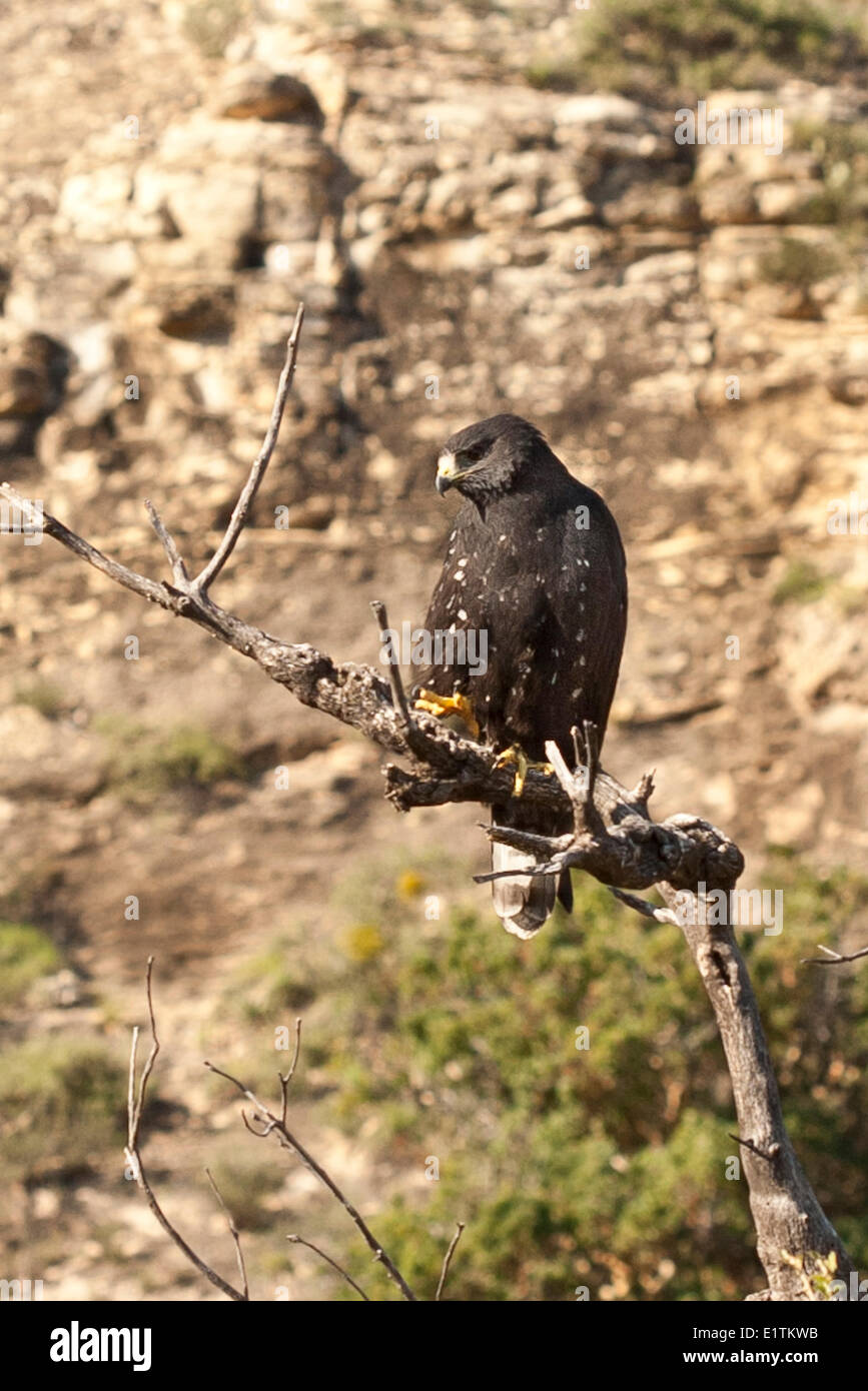 Comune di Black Hawk, Buteogallus anthracinus, Guadalupe Mountains, Nuovo Messico, Sitting Bull Falls, STATI UNITI D'AMERICA Foto Stock