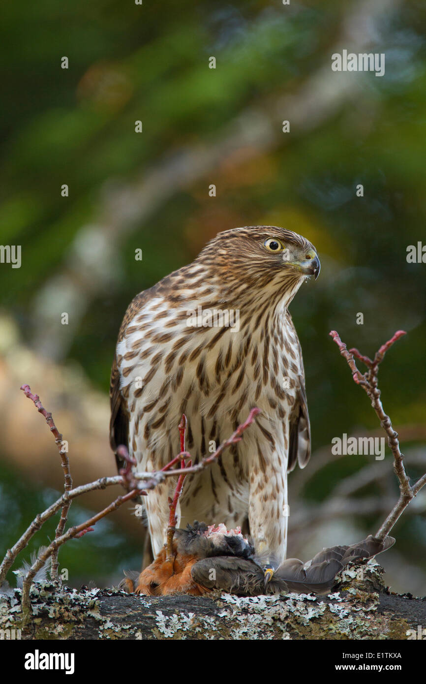 Cooper's Hawk, Accipiter cooperii, mangiare in preda (American Wood), Victoria, BC, Canada Foto Stock