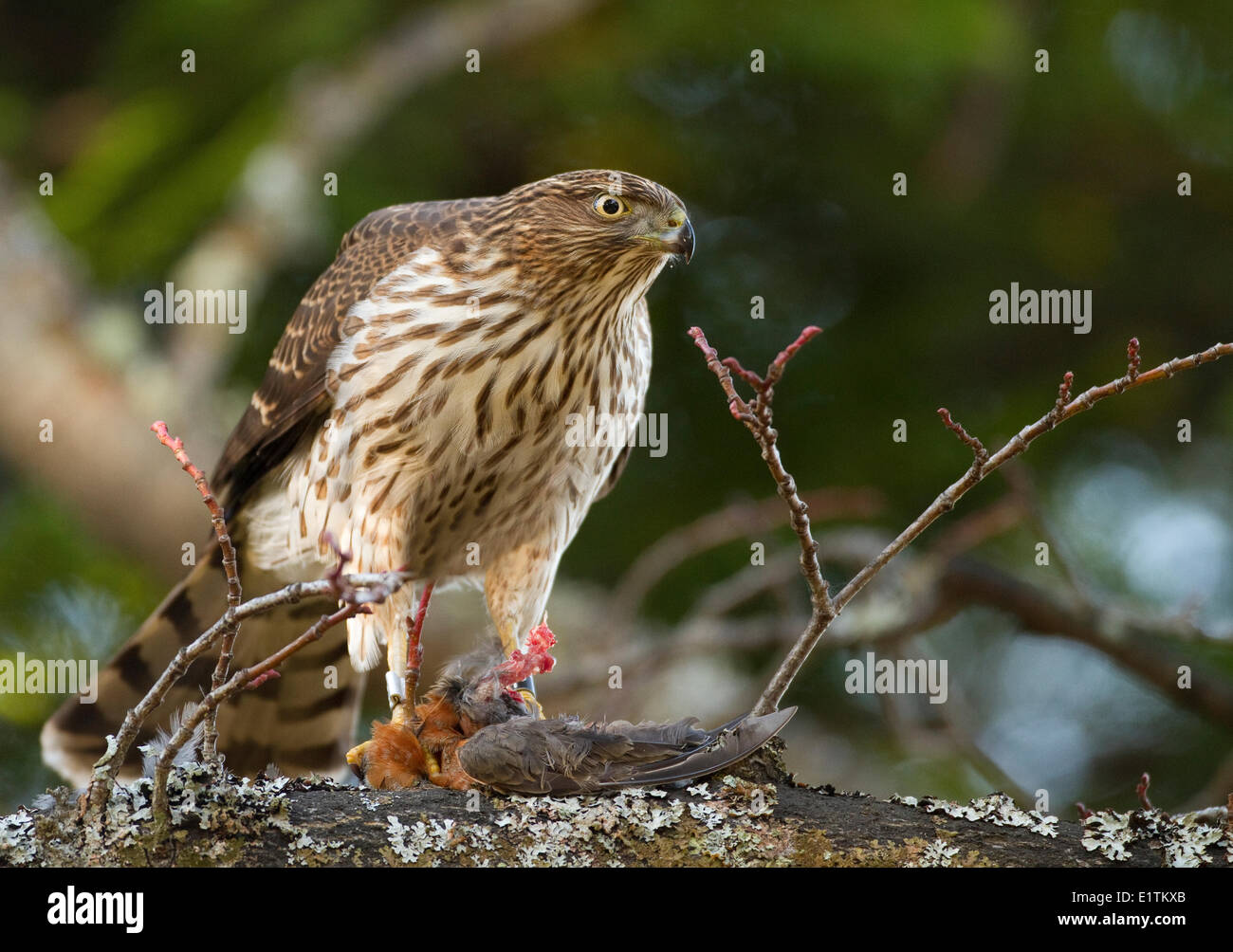 Cooper's Hawk, Accipiter cooperii, mangiare in preda (American Wood), Victoria, BC, Canada Foto Stock