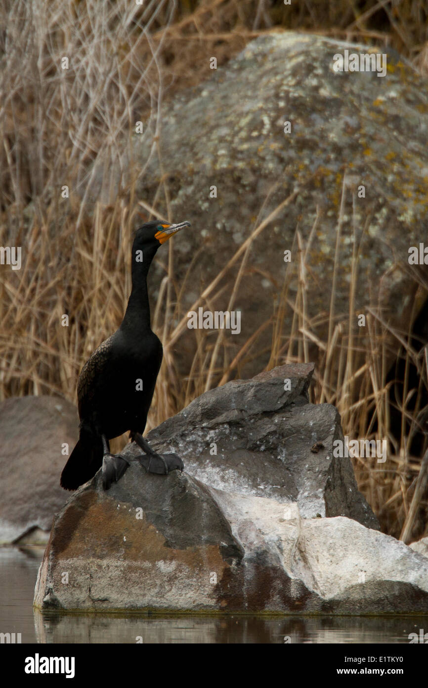 Double-crestato, cormorano Phalacrocorax auritus, Oregon, Stati Uniti d'America Foto Stock