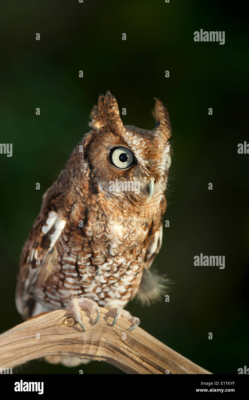 Screech-Owl orientale, Megascops asio, Florida, Stati Uniti d'America Foto Stock