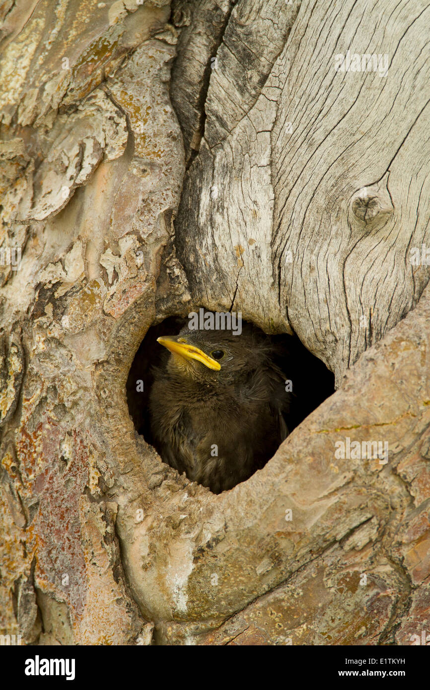 Unione Starling, Sturnus vulgaris, Oregon, Stati Uniti d'America Foto Stock