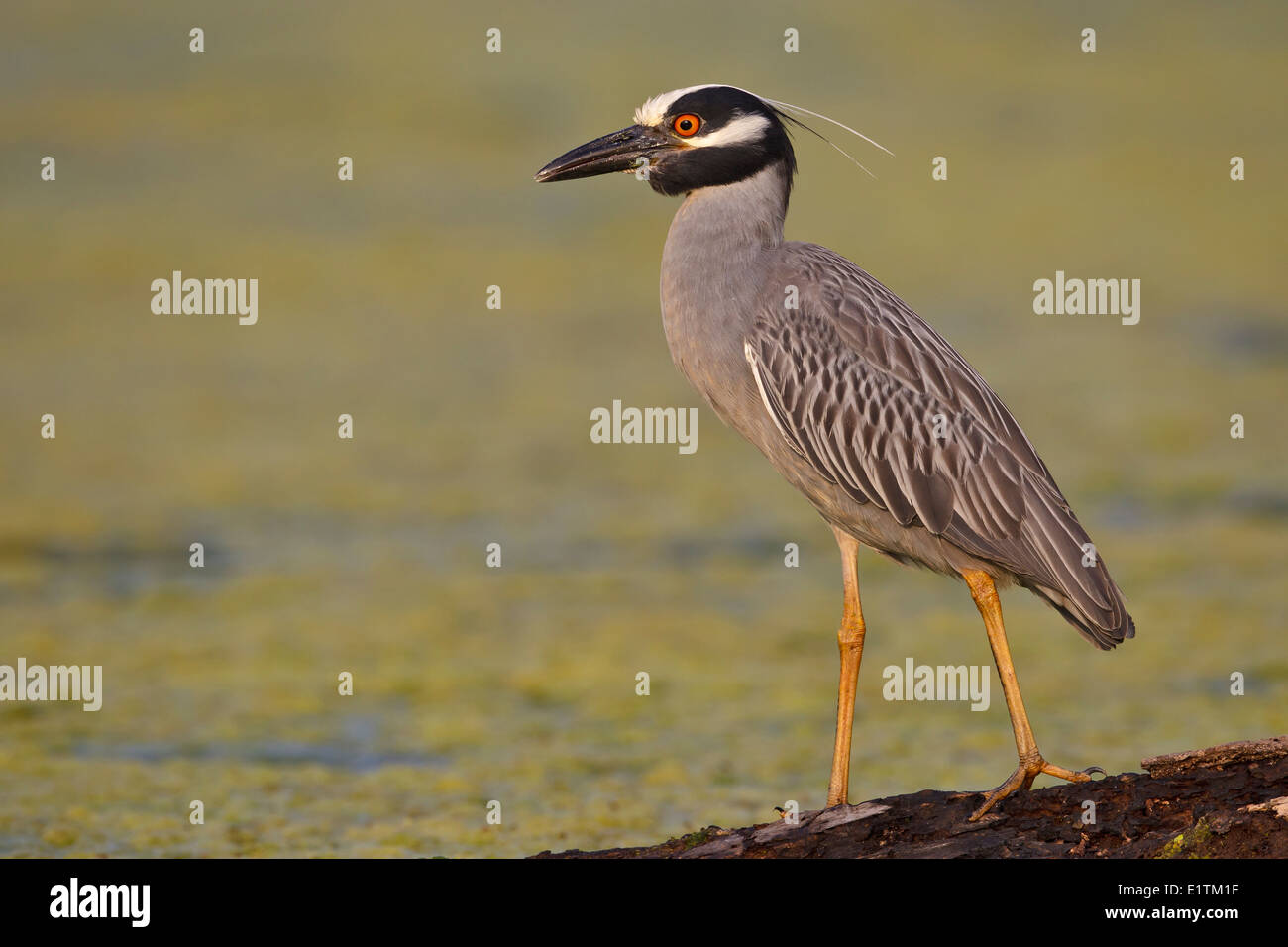 Giallo-incoronato Nitticora (Nyctanassa violacea Foto Stock