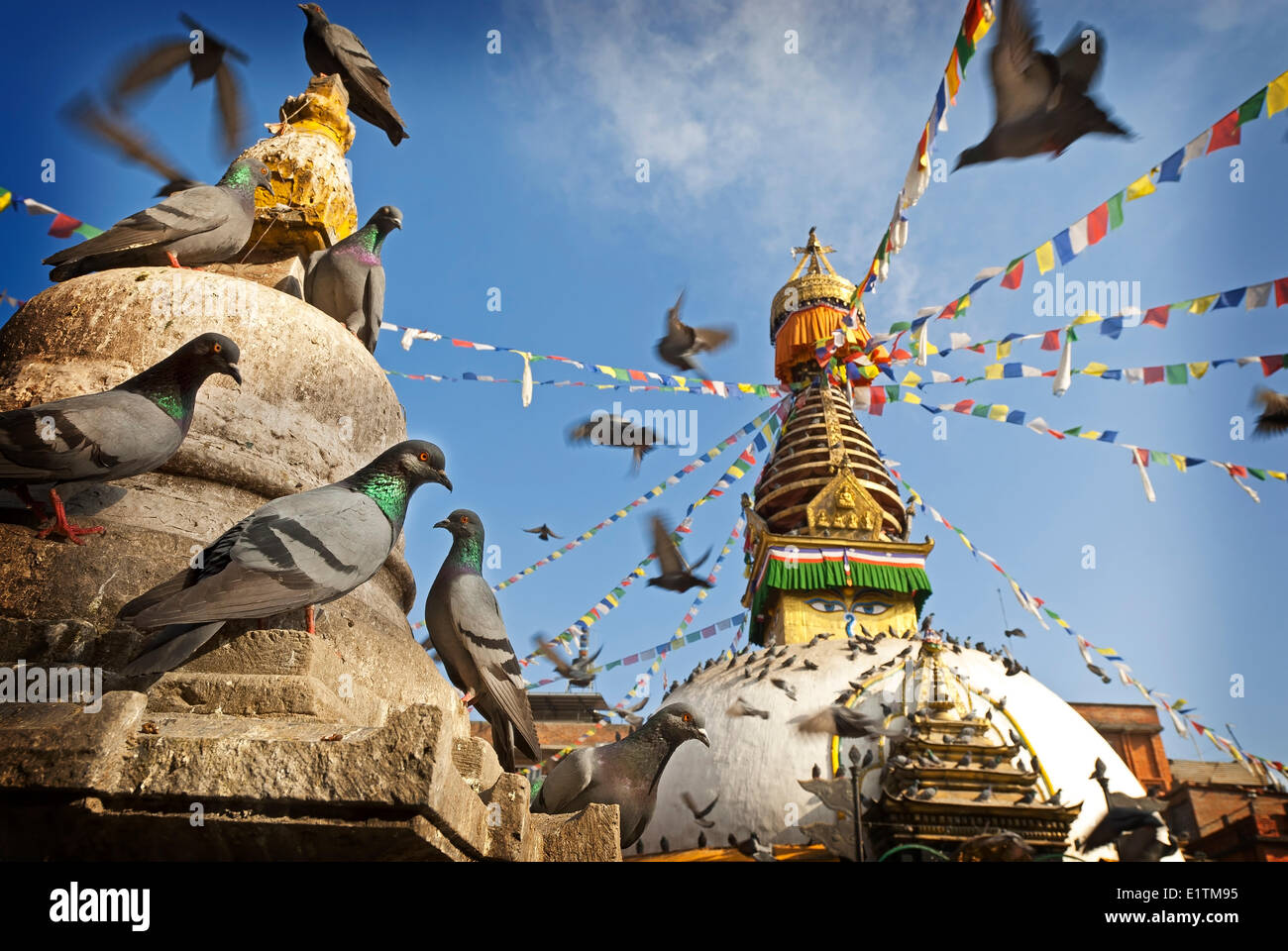 Piccioni (Columba livia) in primo piano di Kathesimbu Stupa, Kathmandu, Nepal Foto Stock