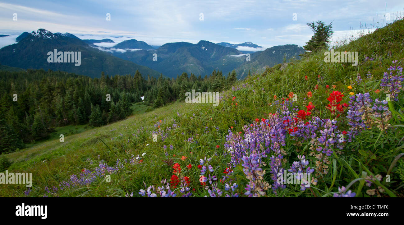 Green Mountain Summit, Alpine, l'isola di Vancouver, Nanaimo regione dei laghi, BC, Canada Foto Stock
