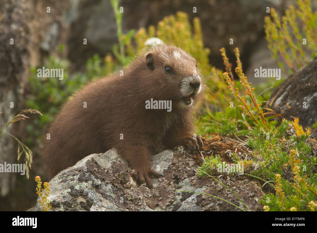 Isola di Vancouver marmotta, Marmota Vancouverensis, Isola di Vancouver, BC, Canada Foto Stock