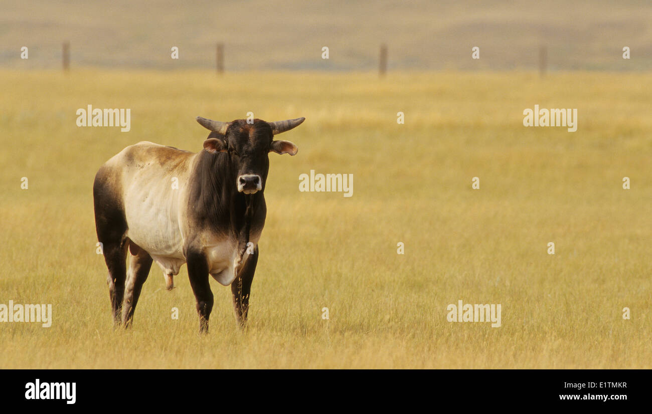 Rodeo Stock. Grandi tori sono specificamente allevati alla preforma quando essendo cavalcato durante il toro di equitazione eventi, Sasketchewan, Canada Foto Stock