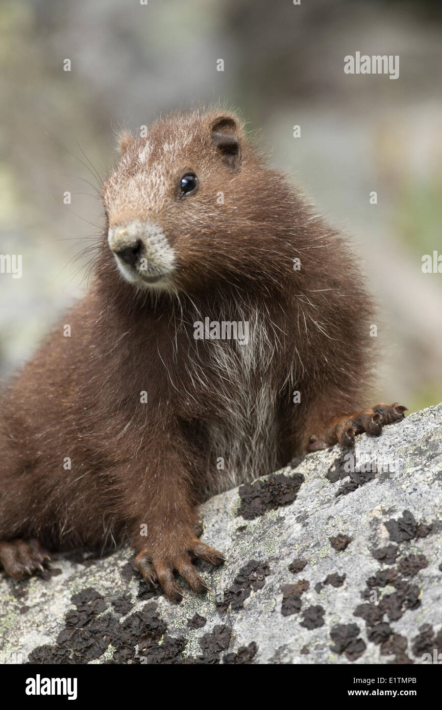 Isola di Vancouver marmotta, Marmota Vancouverensis, Isola di Vancouver, BC, Canada Foto Stock